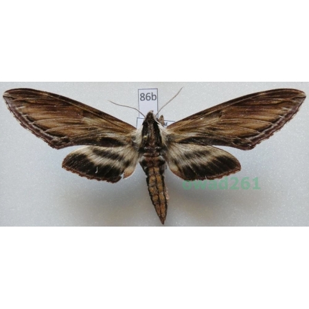 Sphinx kalmiae J.E. Smith, 1797 ex. ovo Canada 89mm86b